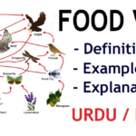 food web examples