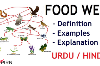 food web examples