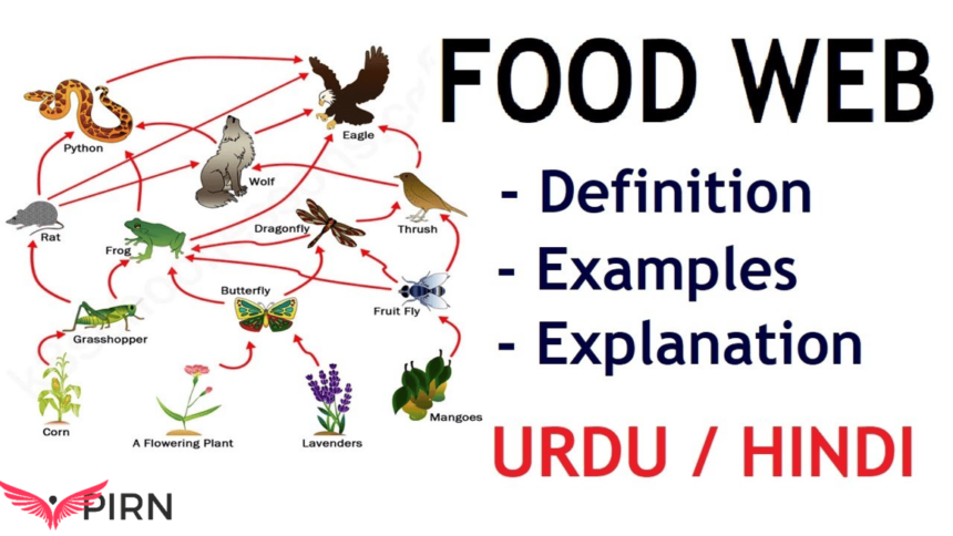 food web examples