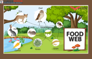 food web examples